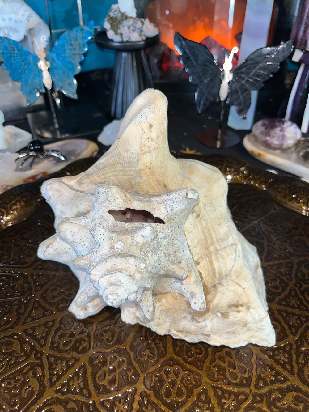 Large shell